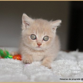 chaton British Shorthair lilac golden shaded AUTOMNE Chatterie Carbin chaton British Shorthair lilac golden shaded AUTOMNE Chatterie Carbin