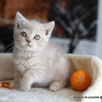 chaton British Shorthair lilac golden shaded AUTOMNE Chatterie Carbin