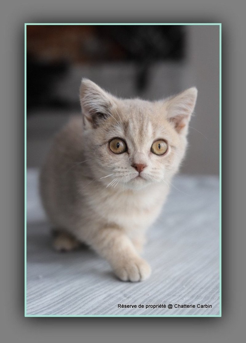 AUTOMNE CARBIN Femelle British Shorthair