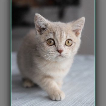 chaton British Shorthair lilac golden ticked tabby AUTOMNE Chatterie Carbin