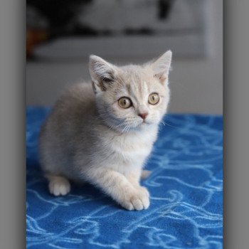 chaton British Shorthair lilac golden ticked tabby AUTOMNE Chatterie Carbin