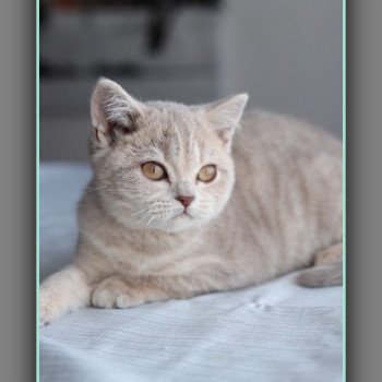 chat British Shorthair lilac golden ticked tabby AUTOMNE Chatterie Carbin
