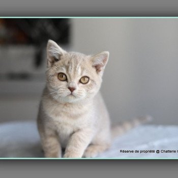 chat British Shorthair lilac golden ticked tabby AUTOMNE Chatterie Carbin
