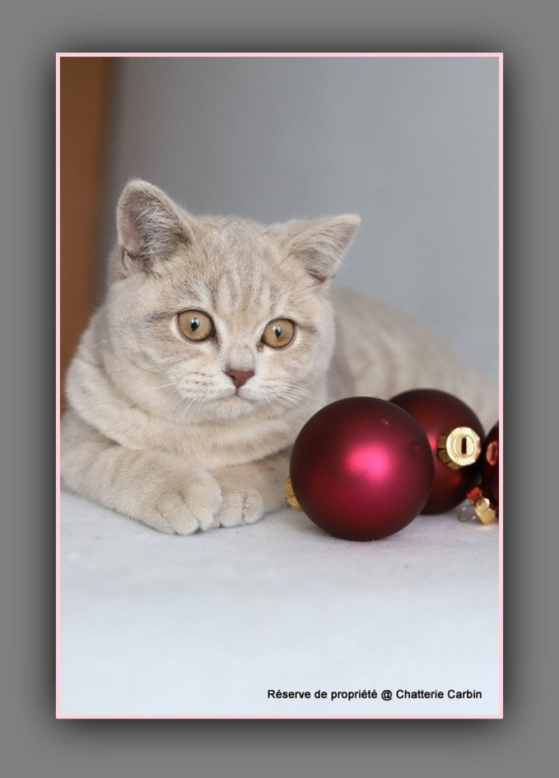 Automne CARBIN Femelle British Shorthair