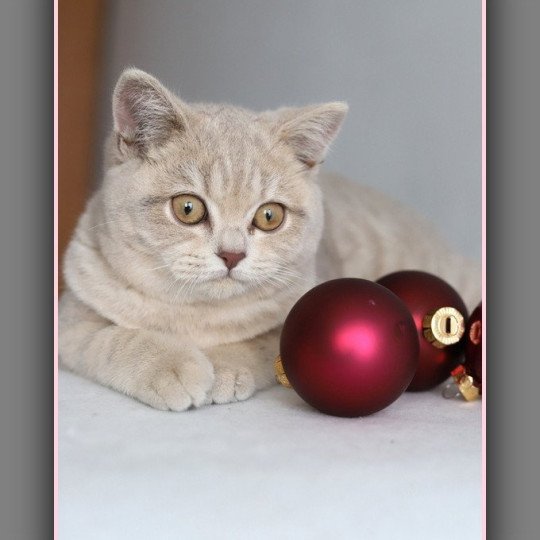 Automne CARBIN Femelle British Shorthair
