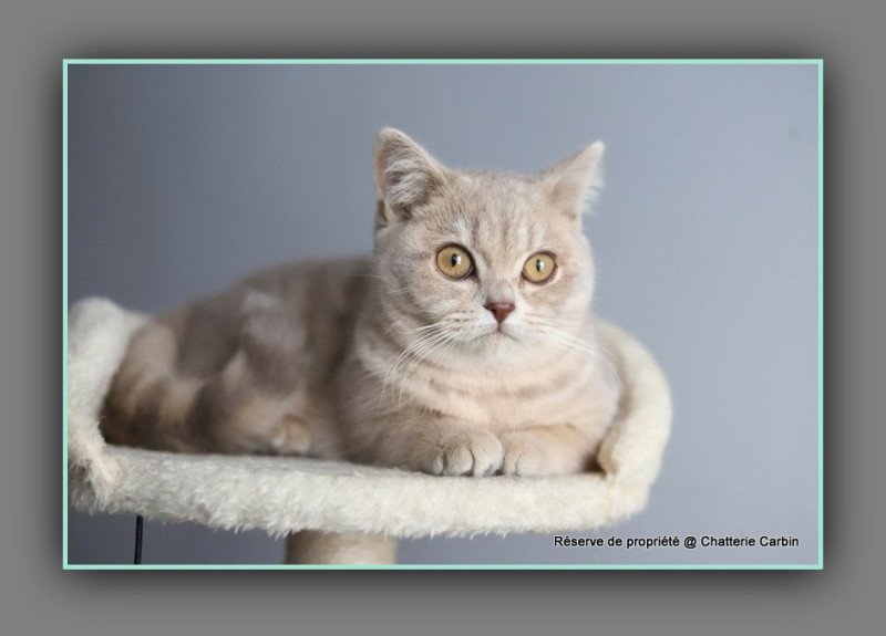 Automne CARBIN Femelle British Shorthair