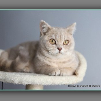 chat British Shorthair lilac golden mackerel tabby Automne Chatterie Carbin