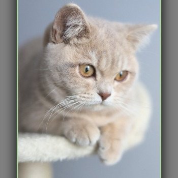 chat British Shorthair lilac golden mackerel tabby Automne Chatterie Carbin