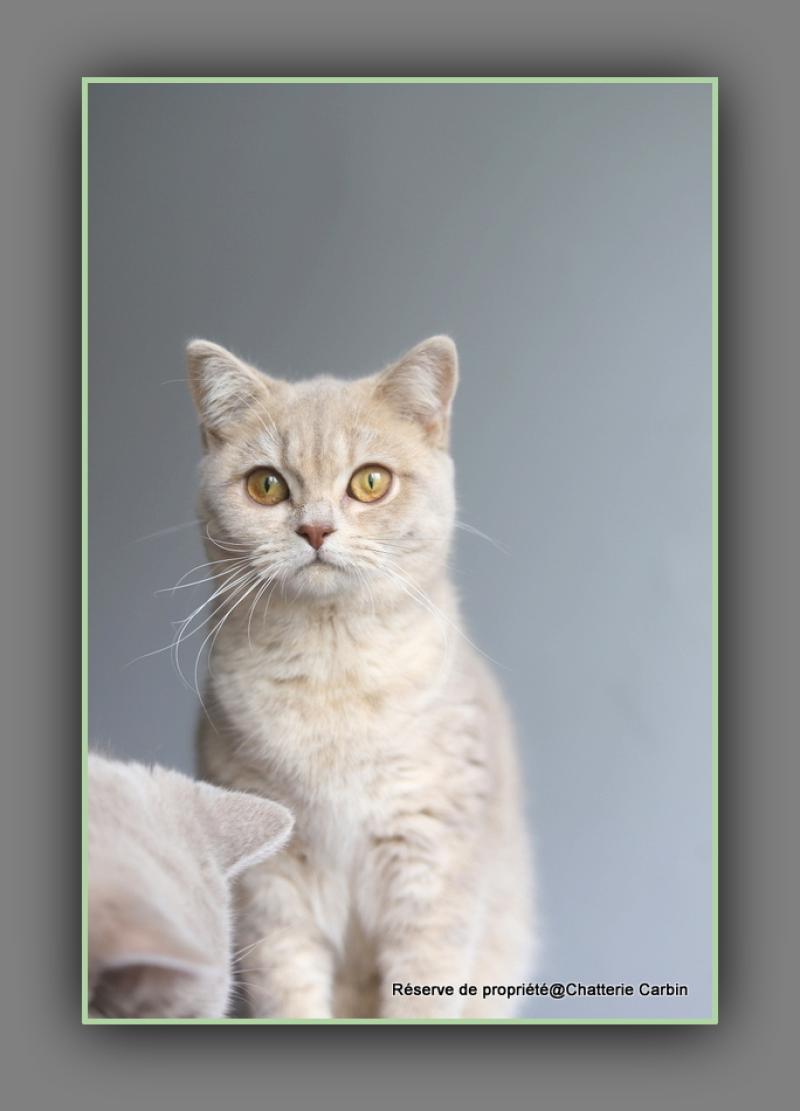 Automne CARBIN Femelle British Shorthair