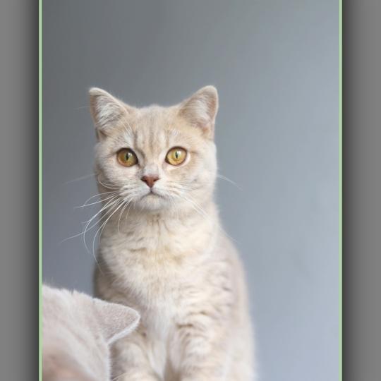 Automne CARBIN Femelle British Shorthair