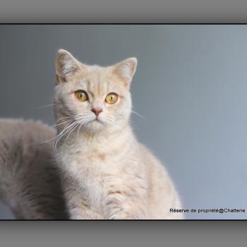 chat British Shorthair lilac golden mackerel tabby Automne Chatterie Carbin