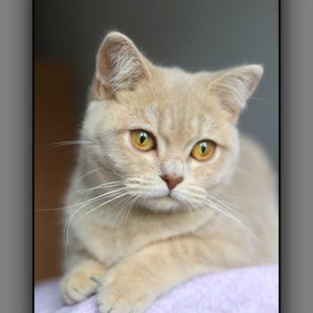 chat British Shorthair lilac golden mackerel tabby Automne Chatterie Carbin
