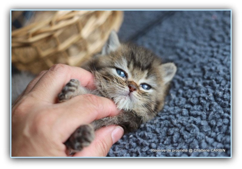 AVON RIVER CARBIN Mâle British Shorthair AVON RIVER CARBIN Mâle British Shorthair