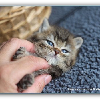 chaton British Shorthair black golden ticked tabby AVON RIVER Chatterie Carbin chaton British Shorthair black golden ticked tabby AVON RIVER Chatterie Carbin