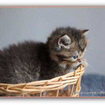 chaton British Shorthair black golden ticked tabby AVON RIVER Chatterie Carbin chaton British Shorthair black golden ticked tabby AVON RIVER Chatterie Carbin
