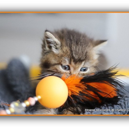 AVON RIVER CARBIN Mâle British Shorthair