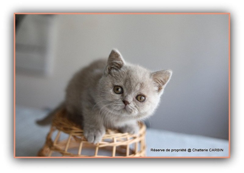 AZALÉE CARBIN Femelle British Shorthair AZALÉE CARBIN Femelle British Shorthair