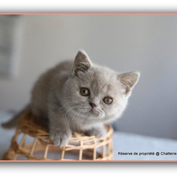 chaton British Shorthair lilac AZALÉE Chatterie CARBIN chaton British Shorthair lilac AZALÉE Chatterie CARBIN