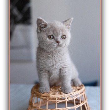 chaton British Shorthair lilac AZALÉE Chatterie CARBIN chaton British Shorthair lilac AZALÉE Chatterie CARBIN