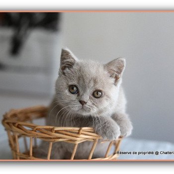 chaton British Shorthair lilac AZALÉE Chatterie CARBIN chaton British Shorthair lilac AZALÉE Chatterie CARBIN