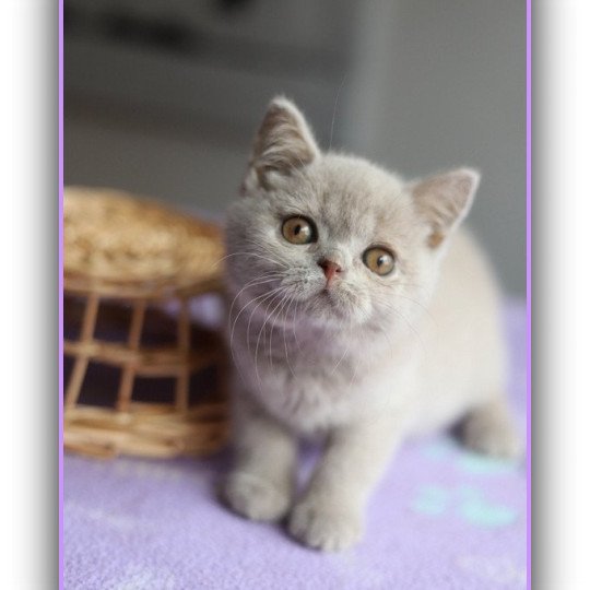 AZALÉE CARBIN Femelle British Shorthair