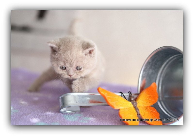 AZZARO CARBIN Mâle British Shorthair