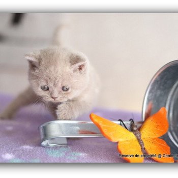 chaton British Shorthair lilac AZZARO Chatterie CARBIN chaton British Shorthair lilac AZZARO Chatterie CARBIN