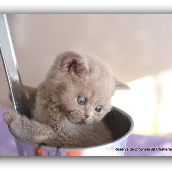 chaton British Shorthair lilac AZZARO Chatterie CARBIN chaton British Shorthair lilac AZZARO Chatterie CARBIN