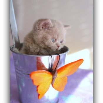 chaton British Shorthair lilac AZZARO Chatterie CARBIN chaton British Shorthair lilac AZZARO Chatterie CARBIN