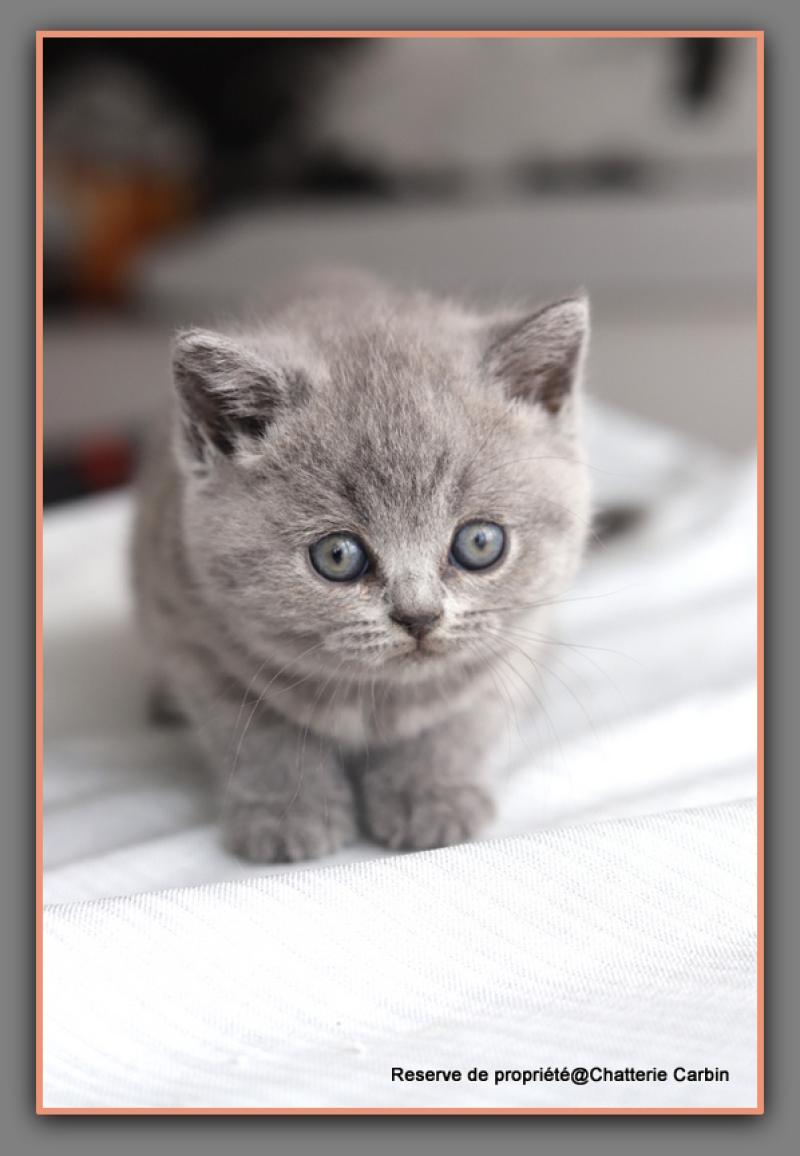 Belle CARBIN Femelle British Shorthair