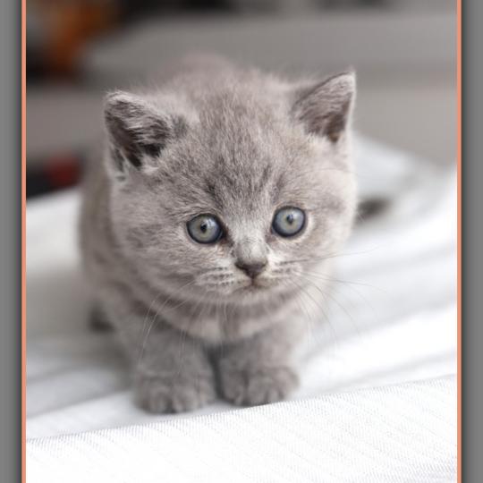 Belle CARBIN Femelle British Shorthair