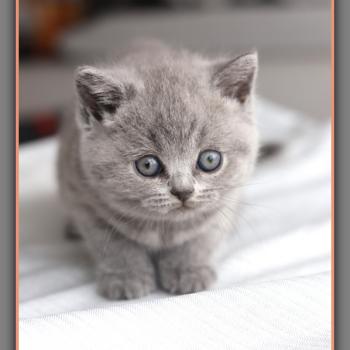 chaton British Shorthair blue Belle Chatterie Carbin