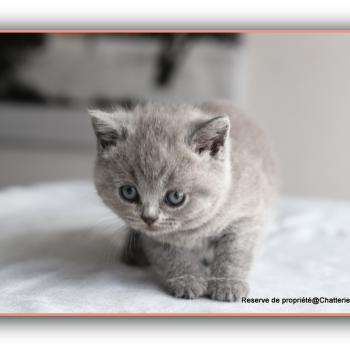 chaton British Shorthair blue Belle Chatterie Carbin