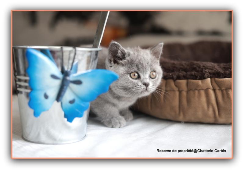 Belle CARBIN Femelle British Shorthair