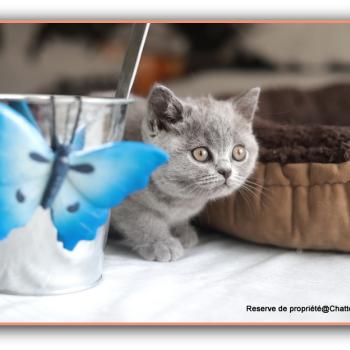 chaton British Shorthair blue Belle Chatterie Carbin