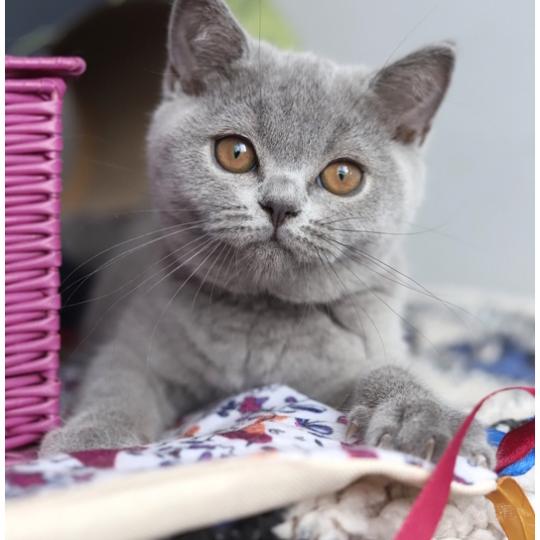 BELLE CARBIN Femelle British Shorthair