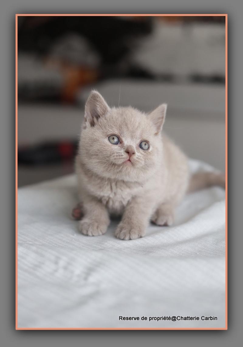 Ben CARBIN Mâle British Shorthair
