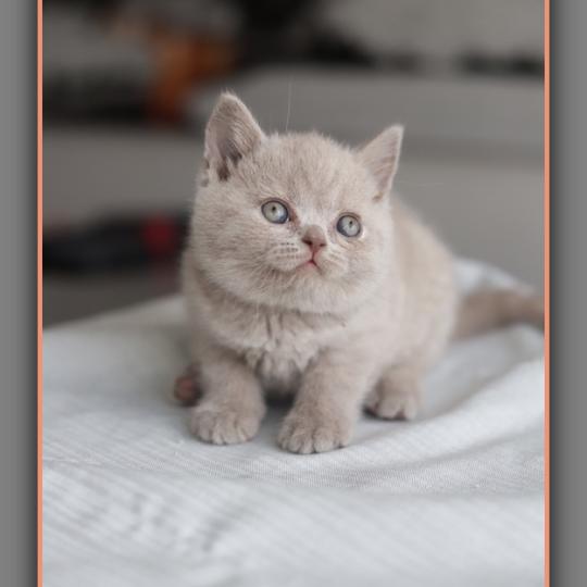 Ben CARBIN Mâle British Shorthair
