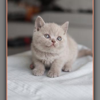 chaton British Shorthair blue Ben Chatterie Carbin