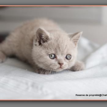 chaton British Shorthair blue Ben Chatterie Carbin