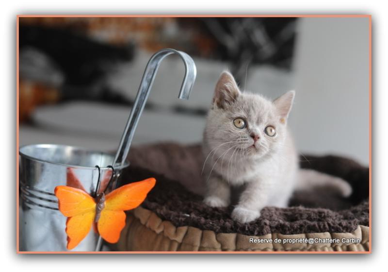 Ben CARBIN Mâle British Shorthair