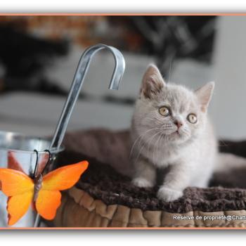 chaton British Shorthair lilac Ben Chatterie Carbin