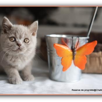 chaton British Shorthair lilac Ben Chatterie Carbin