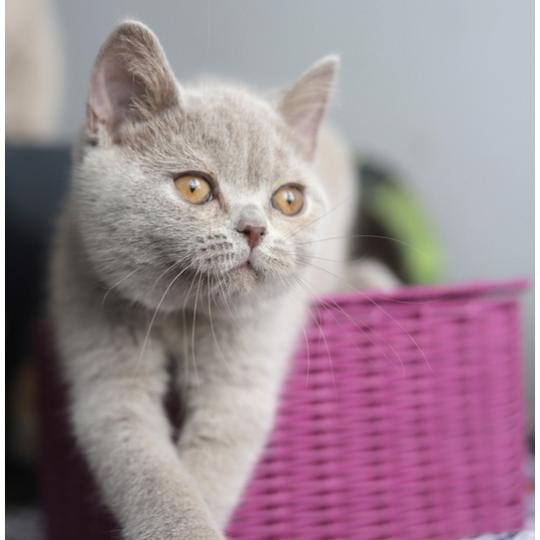 BEN CARBIN Mâle British Shorthair