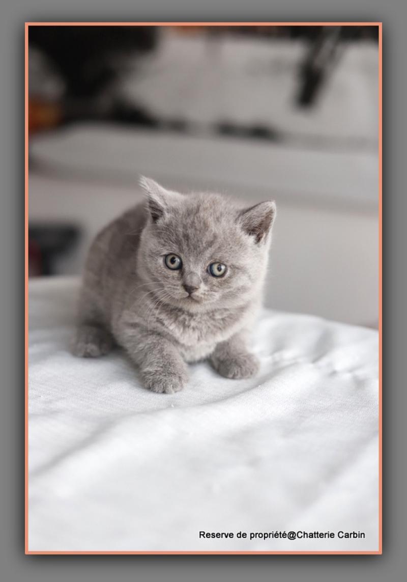Billy blue CARBIN Mâle British Shorthair