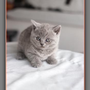 chaton British Shorthair blue Billy blue Chatterie Carbin