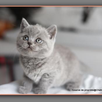 chaton British Shorthair blue Billy blue Chatterie Carbin