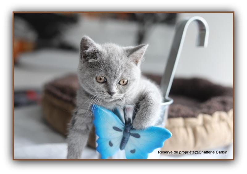Billy blue CARBIN Mâle British Shorthair