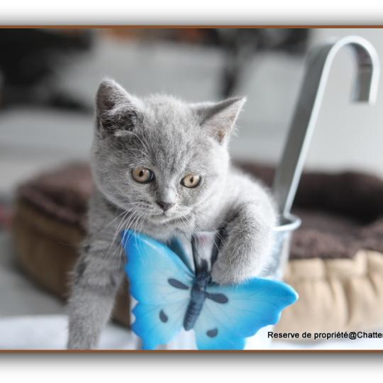 Billy blue CARBIN Mâle British Shorthair