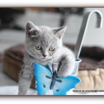 chaton British Shorthair blue Billy blue Chatterie Carbin